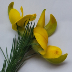 Aspalathus macrantha