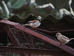 Passer domesticus indicus