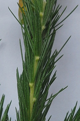 Aspalathus macrantha