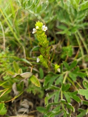 Euphrasia taurica