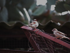 Passer domesticus indicus
