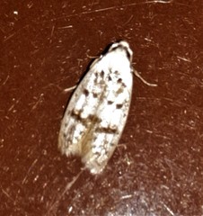 Scatochresis innumera