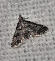 Sufetula hemiophthalma