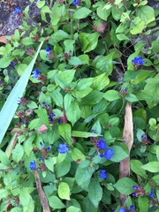 Ceratostigma plumbaginoides