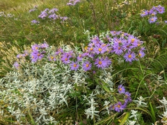 Aster amellus bessarabicus