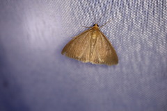 Evergestis aenealis