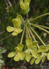 Pelargonium gibbosum