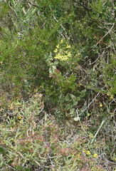 Pelargonium gibbosum