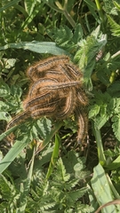 Malacosoma castrense