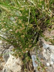 Asperula supina