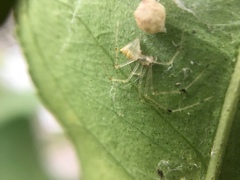 Chrysso lingchuanensis