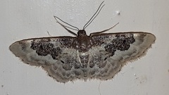 Idaea rusticata