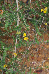 Aspalathus biflora biflora