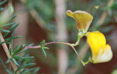 Aspalathus biflora biflora