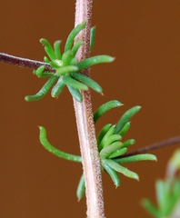 Aspalathus biflora biflora