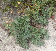 Pelargonium lobatum