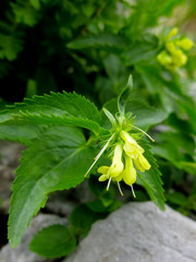 Paederota lutea