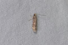Trypanisma prudens
