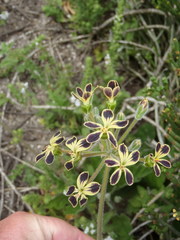 Pelargonium lobatum