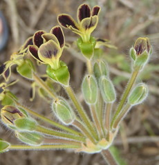 Pelargonium lobatum