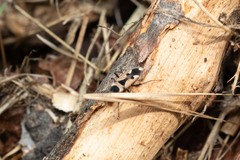 Raglius confusus