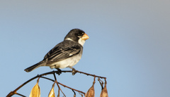 Sporophila albogularis