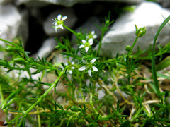 Moehringia ciliata