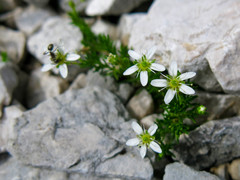 Moehringia ciliata