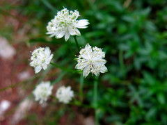 Astrantia carniolica