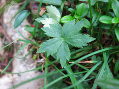 Astrantia carniolica