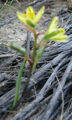 Albuca suaveolens