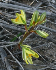 Albuca suaveolens
