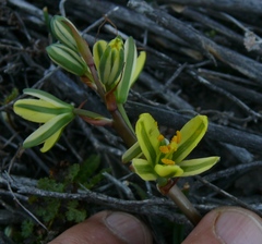 Albuca suaveolens