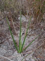 Babiana ringens australis