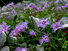 Dianthus sternbergii