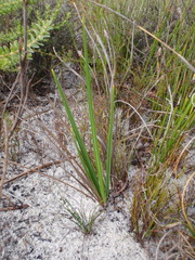 Babiana ringens australis