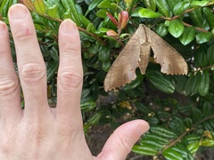 Marumba sperchius