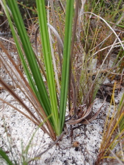 Babiana ringens australis