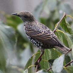 Sturnus vulgaris