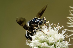 Eristalis saxorum