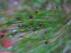 Oreojuncus monanthos