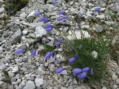 Campanula cespitosa
