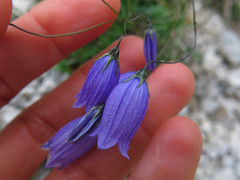 Campanula cespitosa