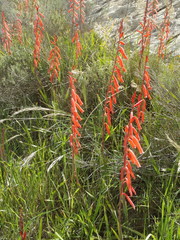 Watsonia aletroides