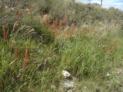 Watsonia aletroides