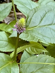 Veronicastrum axillare