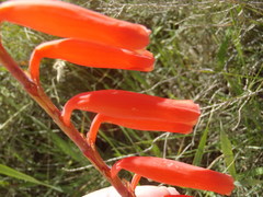 Watsonia aletroides