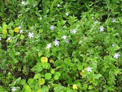 Vinca difformis