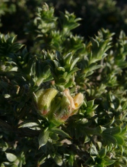 Aspalathus polycephala