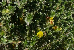 Aspalathus polycephala